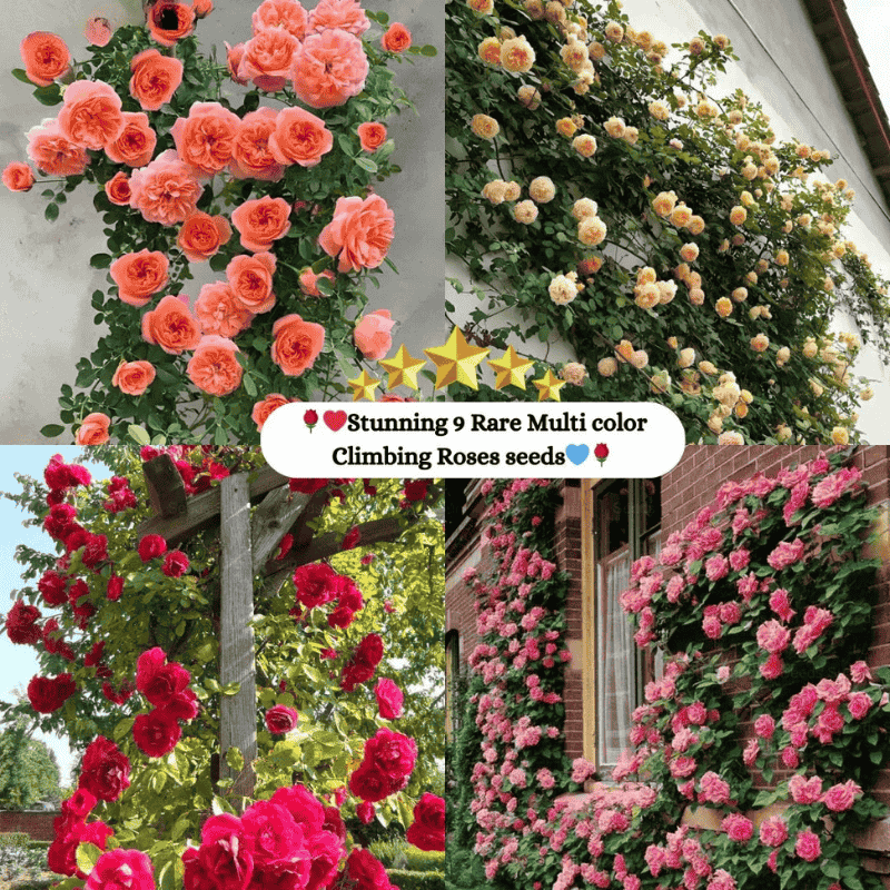 Elegant Climbing Rose Flower Seeds